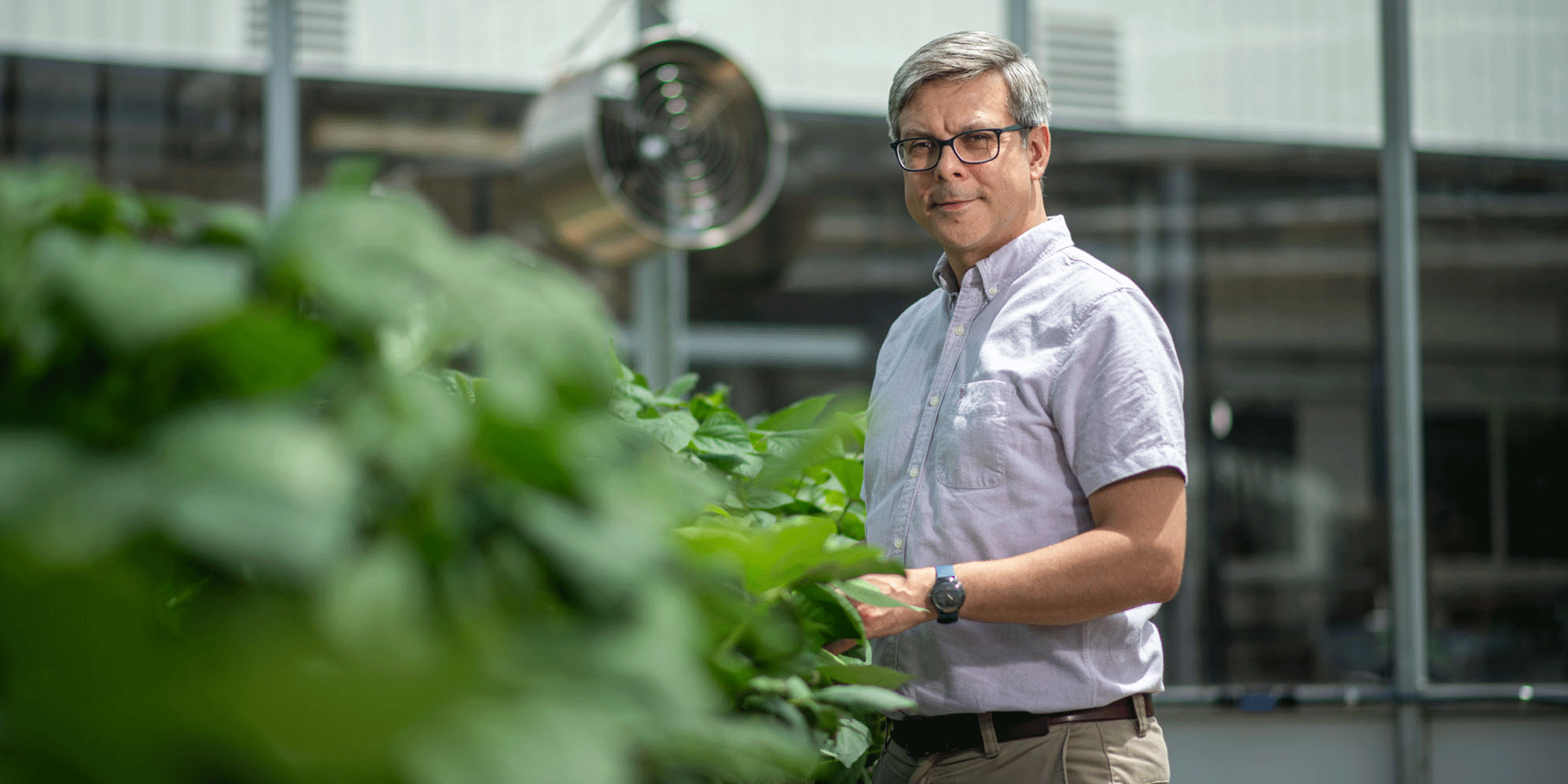 Professor Robbie Girling standing in the glasshouse examining crops