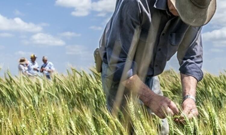 a man in a field tending to wheat