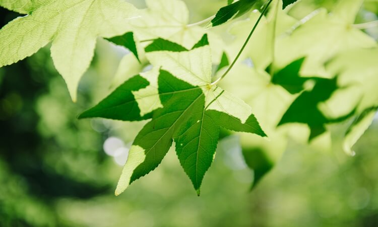 Close-up of bright green maple leaves on a tree branch with sunlight shining through, against a blurred background.