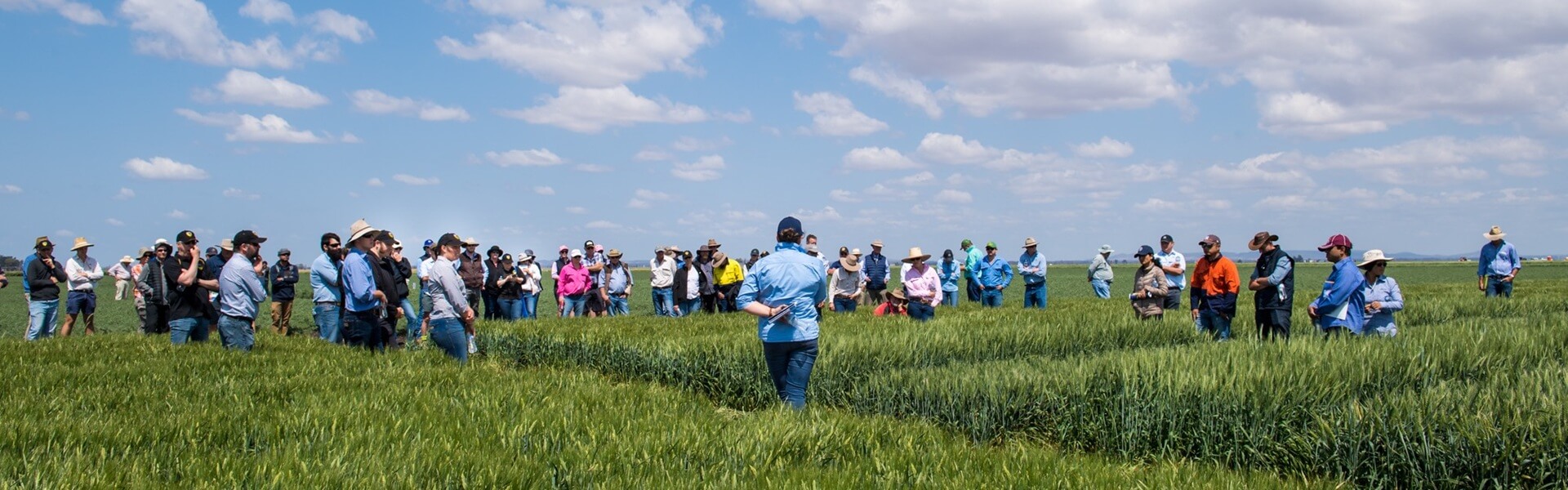 A group of people stand in a green wheat field under a blue sky with scattered clouds, observing and discussing the crops.