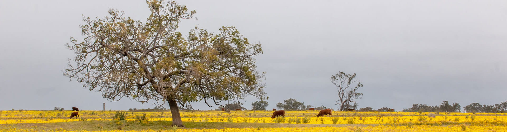 tree in a paddock