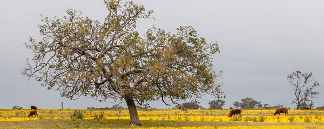 Cattle grazing in a field with yellow flowers and scattered trees under a cloudy sky.