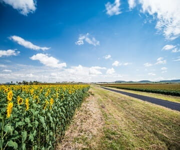 A rural landscape featuring a field of blooming sunflowers on the left, a dirt path in the center, and a blue sky with scattered clouds overhead.