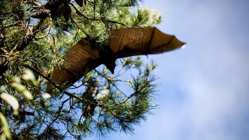 A large bat with outstretched wings flies near the branches of a pine tree against a blue sky.