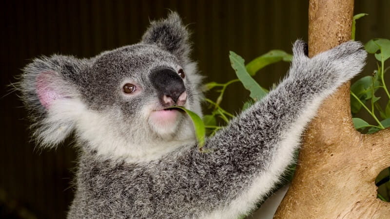 A koala grips a tree branch with one paw while chewing on a green eucalyptus leaf.