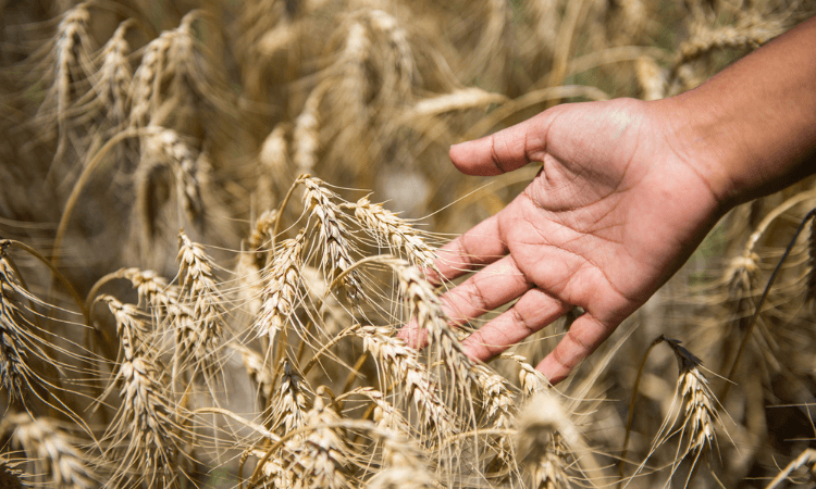 A hand gently touches stalks of ripe wheat in a field.
