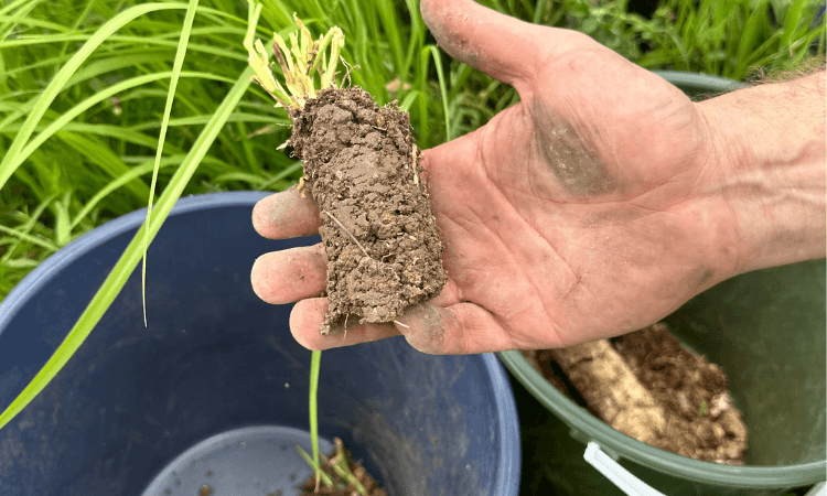 A hand holding a small clump of soil with plant roots, next to a blue container and a green bucket.