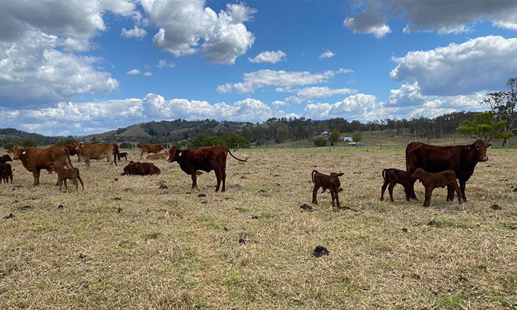 Cows in a field
