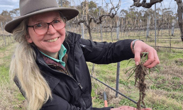 A person wearing glasses and a hat smiles while holding up a plant with roots in a vineyard.