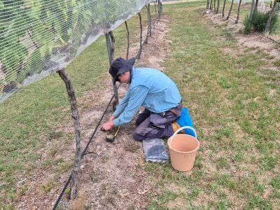 Person kneeling beside grapevines under netting, placing items in a small container with a bucket and bags nearby on the grass.