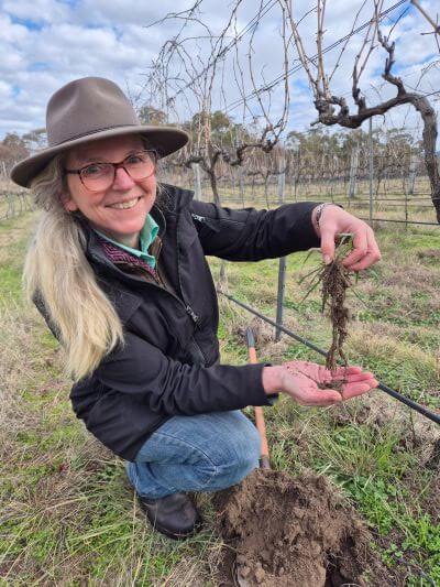 Person wearing a hat and glasses kneels outdoors in a vineyard, smiling and holding up exposed grapevine roots with both hands.