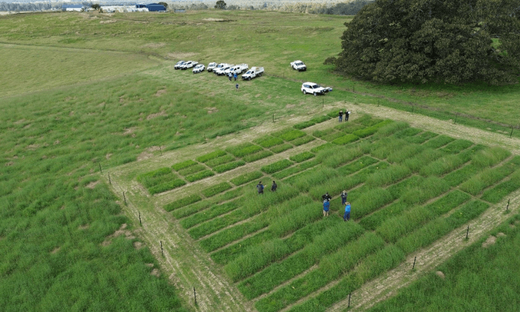 Aerial view of a rectangular field plot with tall grass sections, several people walking among the plots, and multiple white vehicles parked nearby on a grassy area.