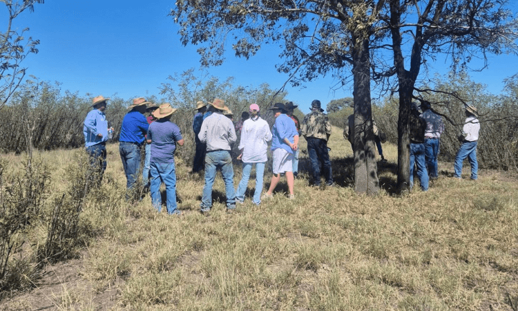 A group of people stand outdoors in a grassy field under a tree, facing away from the camera on a sunny day.
