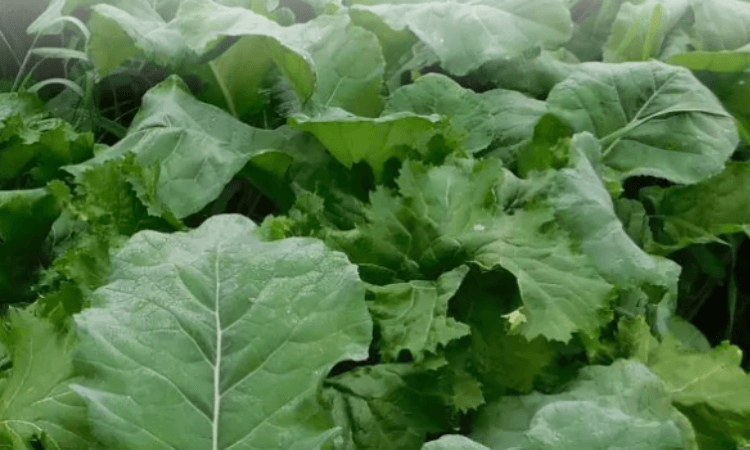 Close-up of fresh, green mustard leaves growing densely in a garden.