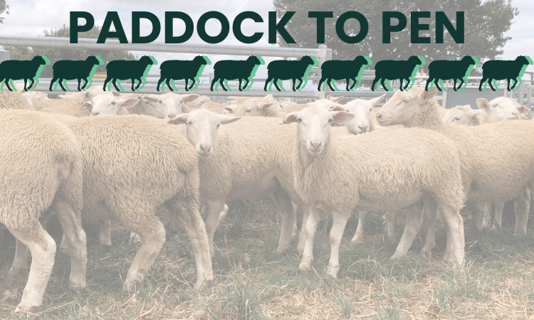 A group of sheep stand in a paddock under a graphic banner that reads "Paddock to Pen" with a row of sheep silhouettes above the text.