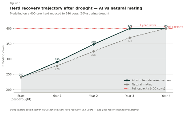 Line graph comparing herd recovery after drought for AI with female sexed semen vs. natural mating, showing faster recovery to 400 cows in 3 years with AI.