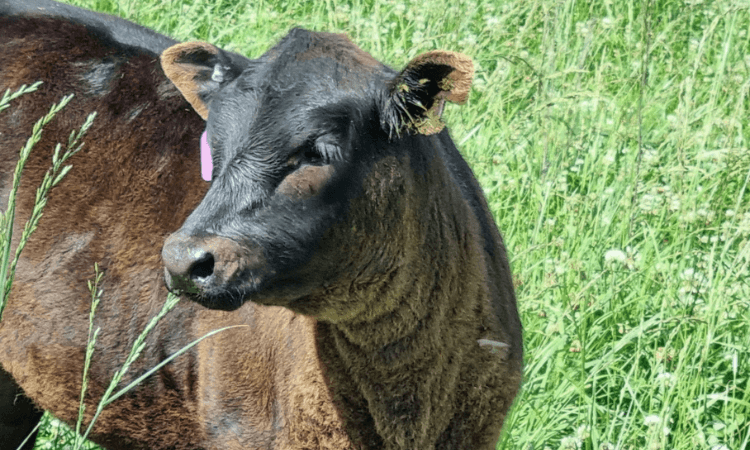 A black calf with a pink ear tag stands in a grassy paddock on a sunny day.