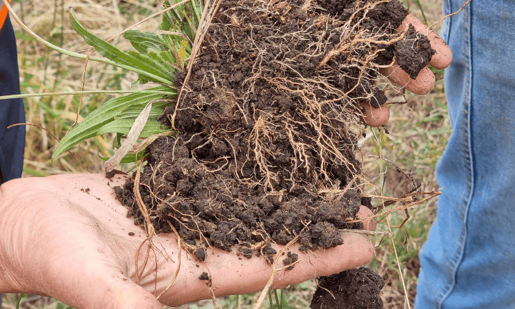 A close-up of two hands holding soil with plant roots visible, demonstrating healthy soil structure and root development outdoors.