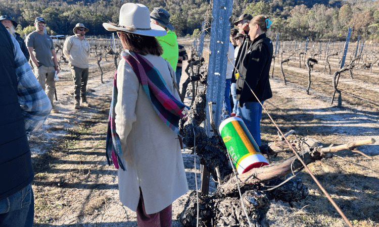 A group of people stands in a vineyard, some wearing hats and jackets, with leafless grapevines and a plastic container attached to a vine in the foreground.
