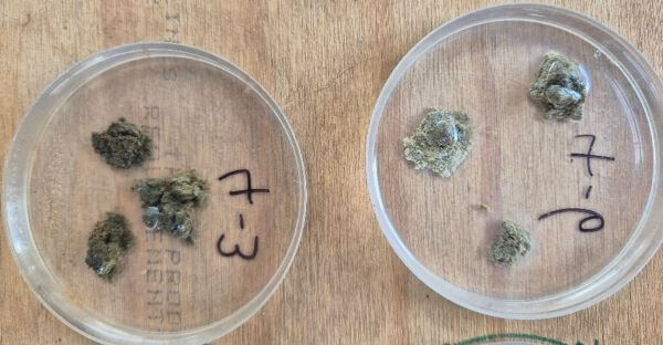 Two petri dishes with small clumps of fibrous, greenish-gray material, labeled "4-3" on the left dish and "7-10" on the right, placed on a wooden surface.