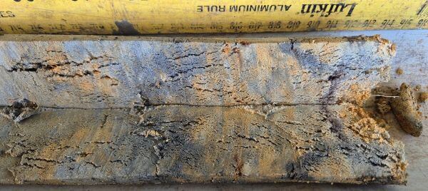 A close-up of a decayed wooden plank showing deep cracks and discoloration, with a yellow aluminum ruler placed above it.