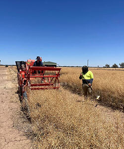 Two people in a field: one operates a red harvesting machine and the other stands nearby, holding a tool.