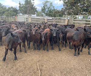 A herd of dark brown cattle stands closely together in a fenced area on a dirt ground, with trees visible in the background.