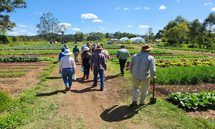 A group of people walking along a path in a vegetable garden under a clear blue sky.