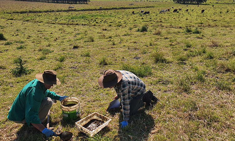 Two people in hats crouch on a grassy field, examining soil samples in containers. Cattle graze in the background.
