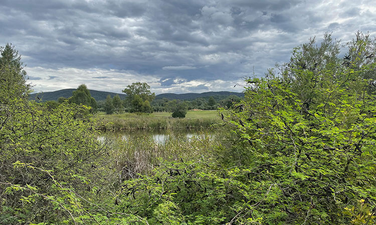 A lush landscape with dense green foliage in the foreground, a small lake, and a backdrop of rolling hills under a cloudy sky.