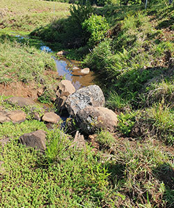 A small stream with rocks surrounded by grass and shrubs in a rural landscape.