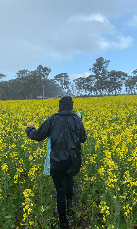 Person in a black jacket walks through a field of yellow flowers on a rainy day, with trees in the background.