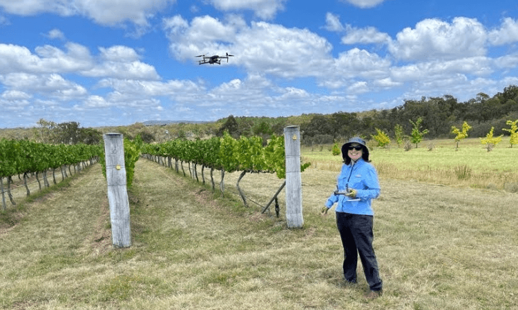 Assoc Prof Cheryl McCarthy from UniSQ's Centre for Agricultural Engineering looking at downy mildew.