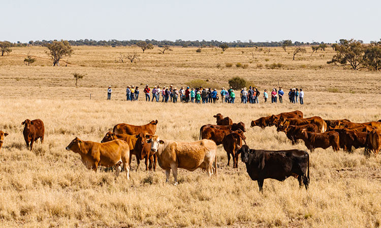 A group of people stands in the background watching grazing cattle on a vast grassland under a clear sky.