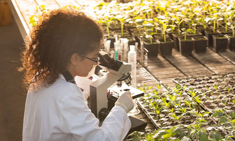 Scientist looking through a microscope at plants. 