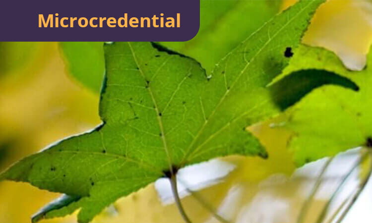 Close-up of a green maple leaf with jagged edges. The word "Microcredential" is in the top left corner on a purple background.