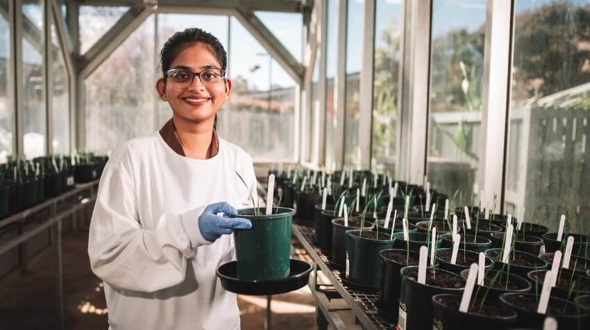 Person in a greenhouse holding a potted plant, surrounded by multiple similar pots on shelves.